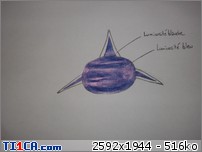 2013: le 01/08 à 02h30 - Lumière étrange dans le ciel - Bessancourt - Val d'Oise (dép.95) Ll5hbsnd