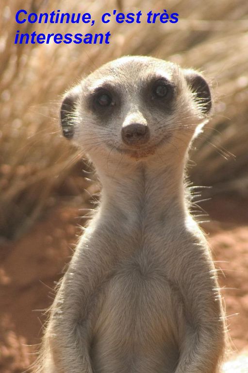 la-famille-suricate-the-meerkats-15-10-2008-25-g050643 : la-famille-suricate-the-meerkats-15-10-2008-25-g050643.jpg